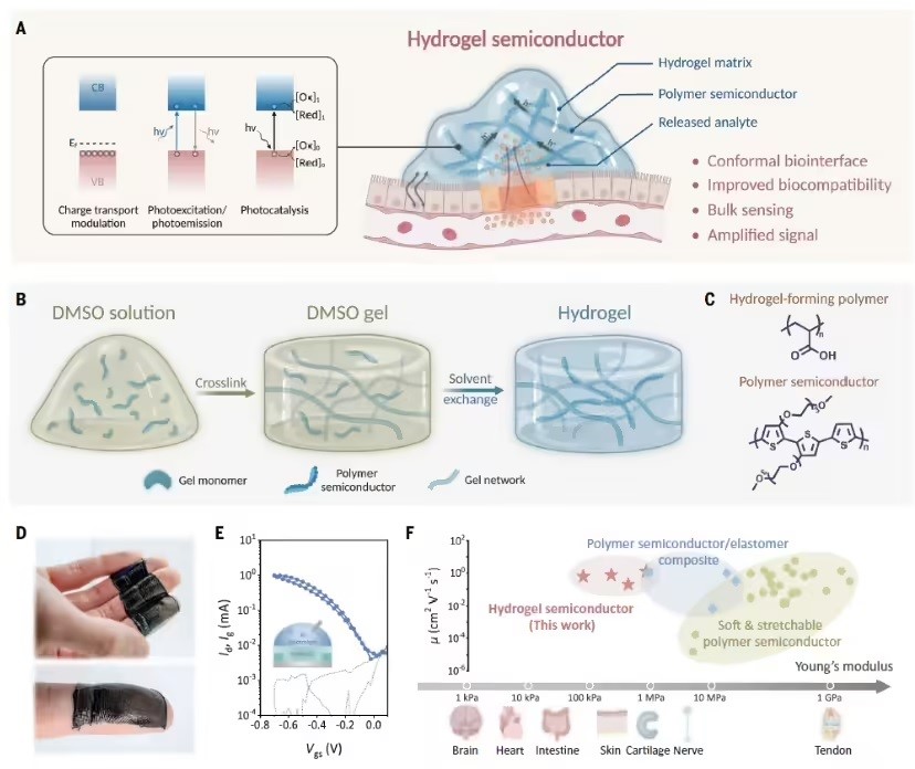 Hydrogel semiconductors are suitable for biological interfaces and support a variety of application modes, including biosensing, drug delivery, and bioelectronic interfaces.