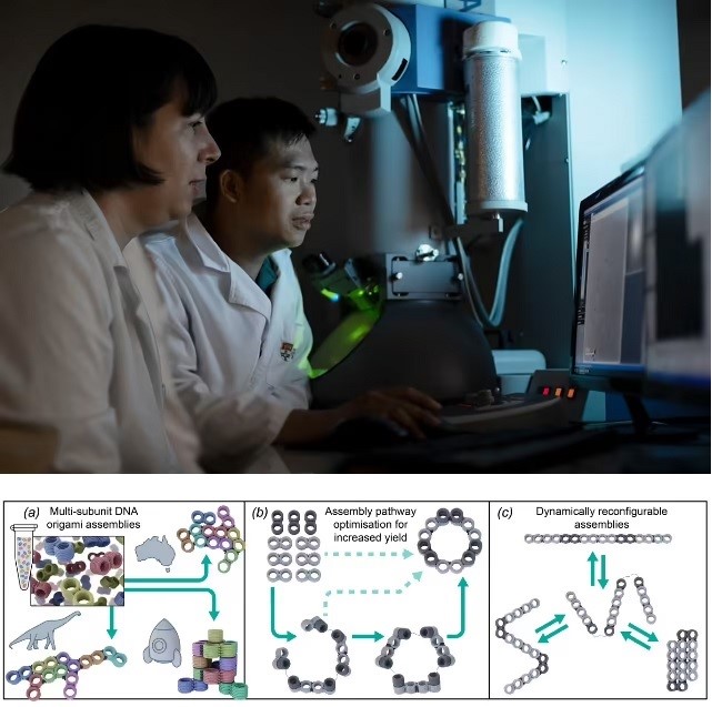 Pictured: Research by Dr Shelley Wickham and Dr Minh Luu and their anti-cancer robots at the University of Sydney