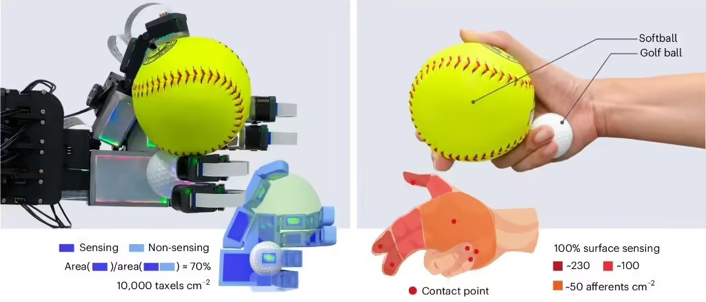 Figure: Comparison of the grasping action of the F-TAC Hand dexterous hand and the human hand